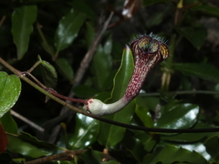 Ceropegia carnosa