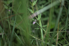 Scutellaria minor