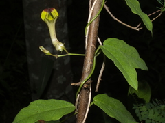 Ceropegia carnosa