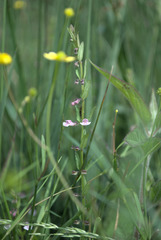 Scutellaria minor