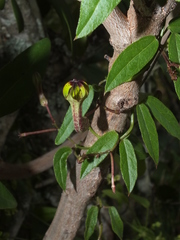 Ceropegia carnosa