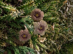 Huernia hystrix