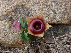 Huernia insigniflora