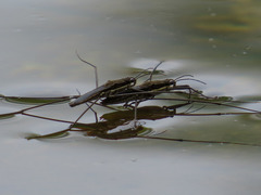 Aquarius conformis
