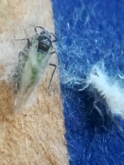 Prociphilus xylostei