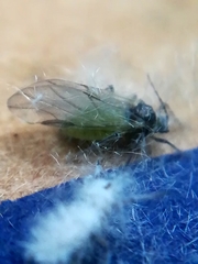 Prociphilus xylostei