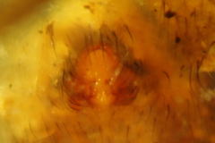 Pardosa hortensis
