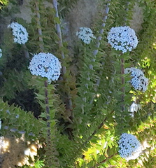 Platysace stephensonii