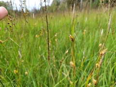 Carex hostiana