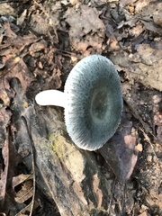 Virescentinae