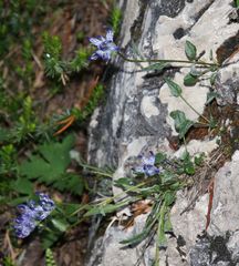 Phyteuma sieberi