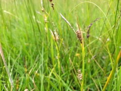 Carex hostiana