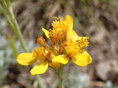 Jacobaea incana