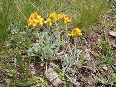 Jacobaea incana