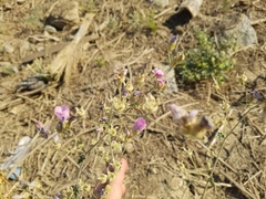 Sphaeralcea ambigua rosacea