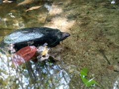 Kinosternon creaseri