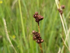 Juncus squarrosus