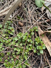 Gonocarpus micranthus