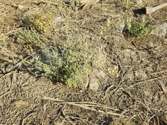 Sphaeralcea ambigua rosacea