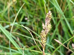 Carex hartmanii
