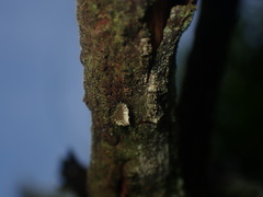 Hohenbuehelia cyphelliformis