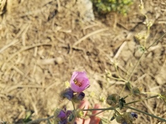 Sphaeralcea ambigua rosacea