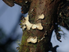 Hohenbuehelia cyphelliformis