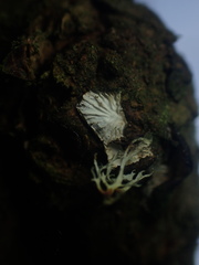 Hohenbuehelia cyphelliformis