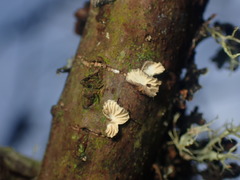 Hohenbuehelia cyphelliformis