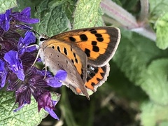 Lycaena phlaeas