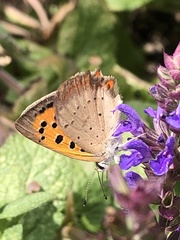 Lycaena phlaeas