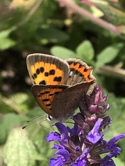 Lycaena phlaeas