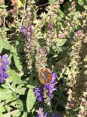 Lycaena phlaeas