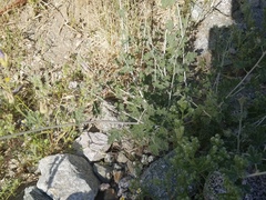 Sphaeralcea ambigua rosacea