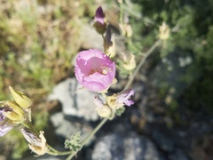 Sphaeralcea ambigua rosacea