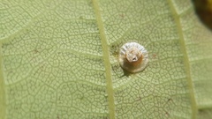 Dyscritulus