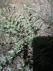 Dyschoriste linearis