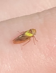 Oncopsis flavicollis