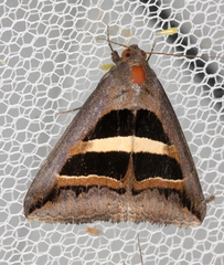 Grammodes occulta