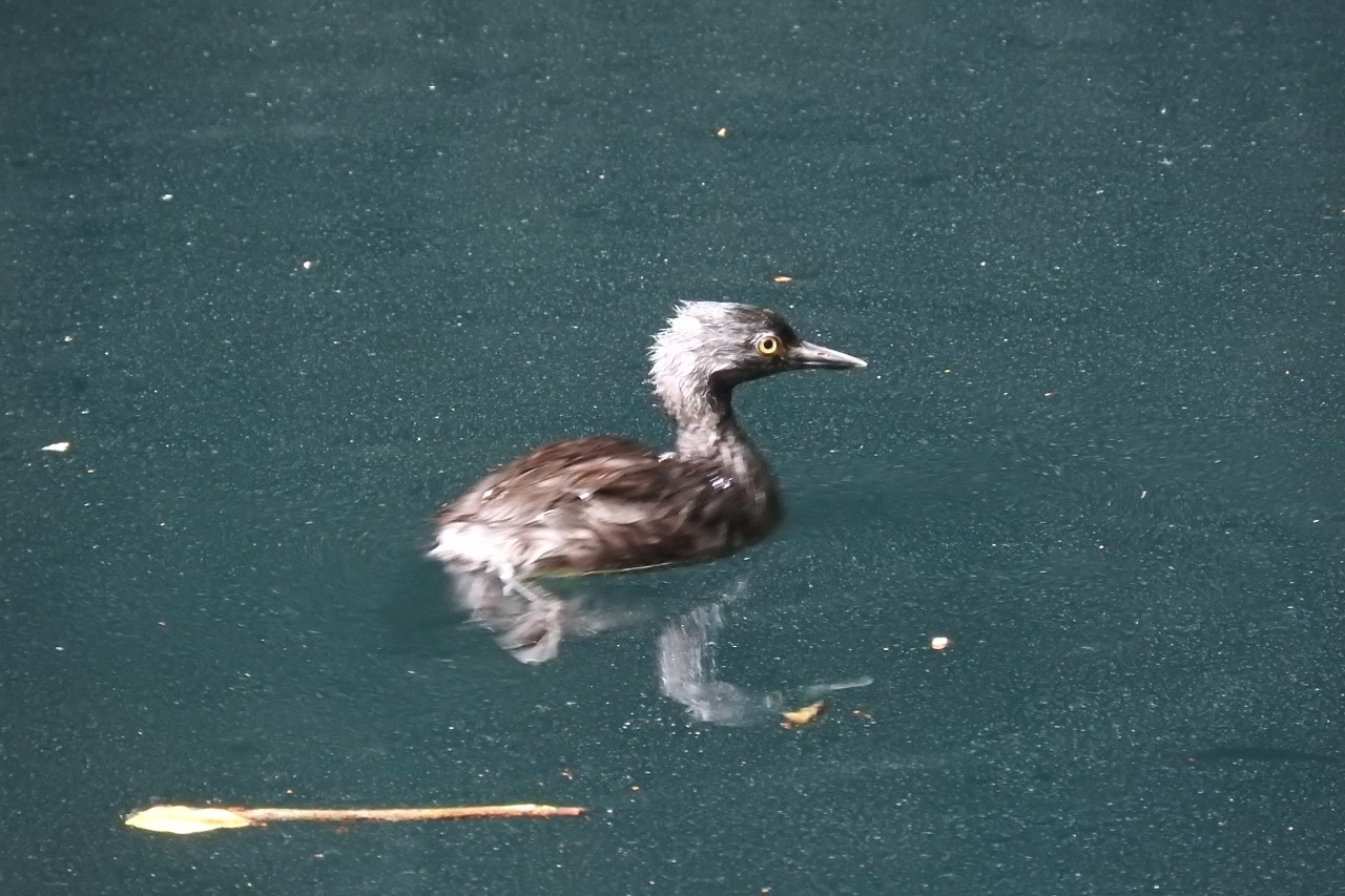 Least Grebe (Tachybaptus dominicus)