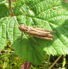Chorthippus brunneus