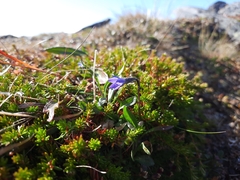 Campanula uniflora