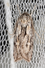Cryptophasa phycidoides