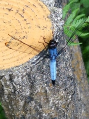 Orthetrum melania