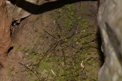 Neopantopsalis thaumatopoios