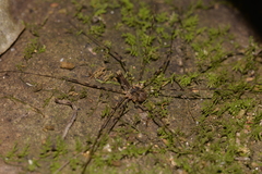 Neopantopsalis thaumatopoios