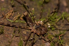 Neopantopsalis thaumatopoios