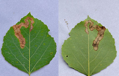 Aulagromyza tremulae