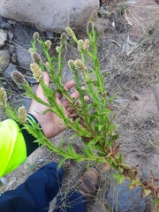 Pterocaulon serrulatum