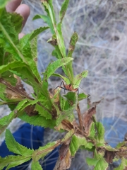 Pterocaulon serrulatum